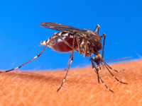 Mosquito Management 