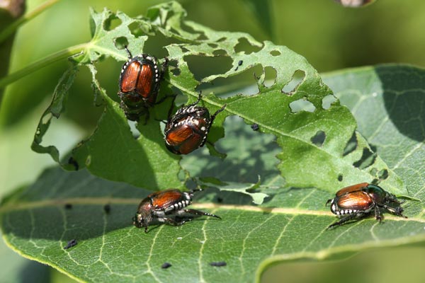 Japanese Beetle Control 