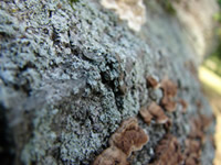 lichen2