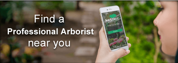 Find an Arborist 