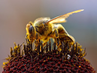 Bee on Flower 