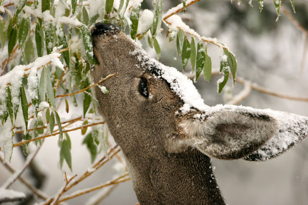 winter deer feeding