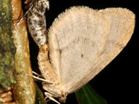 Winter Moth 