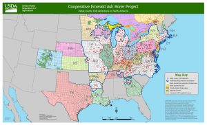 Emerald Ash Borer Map