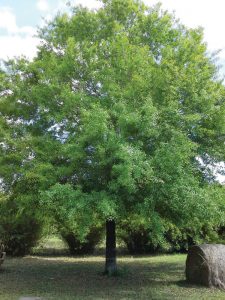 Beautiful Large Oak Tree 