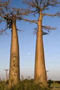 Twin Baobob Trees