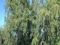 Birch Tree Care | Birch Tree Pruning, Maintenace, Diseases
