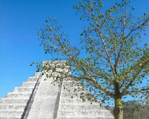 Ceiba Tree 
