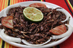 Plate of Bugs