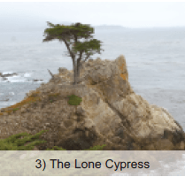Lone Cypress Tree 