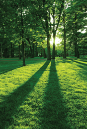 shadow of trees in green grass