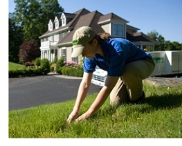 Arborist Examining Lawn 