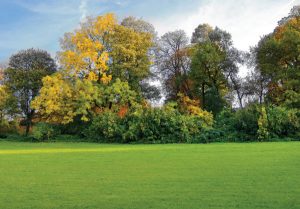 Healthy Trees and Lawn 
