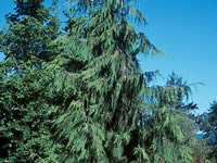 cypress leyland tree trees caring savatree care varieties