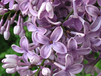 lilac varieties 