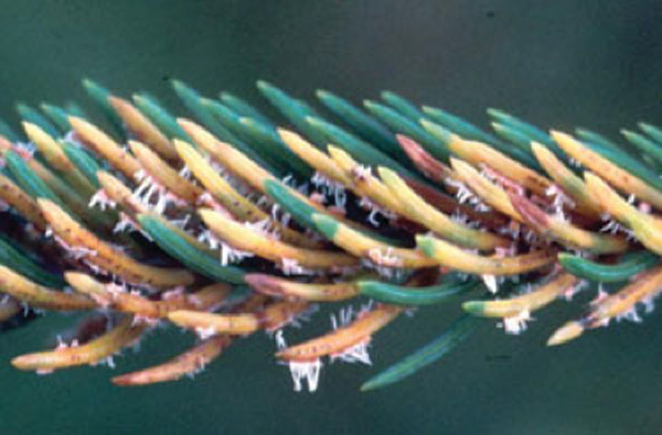 Diseased Pine Needles 