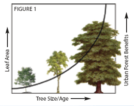 Tree Size Age Chart 