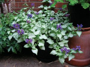 Purple Flower Plant 