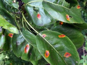 Pear Rust on Leaves