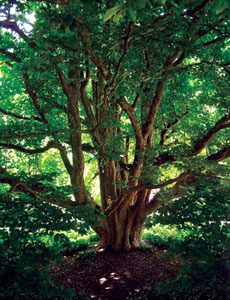 Persian Ironwood Tree 