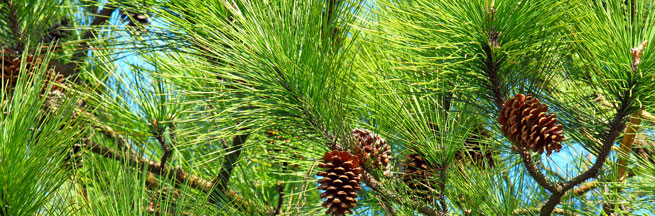 Pine Tree Health 