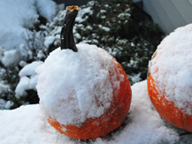 Snowy Pumpkins 
