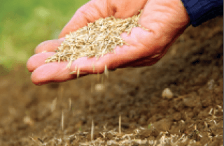 seeding in hands