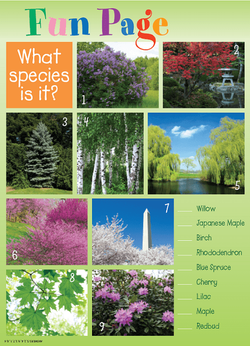Guess the Tree Fun Page 