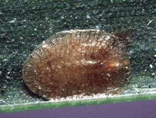 Scale Insect Study University of Florida