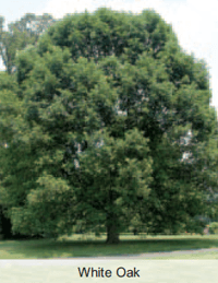 White Oak Tree 