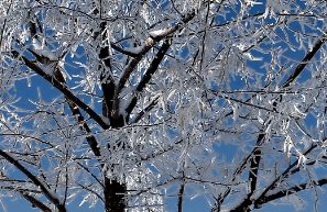 Winterized Tree