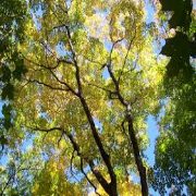 Webinar - Your Green Canopy: Creating a Tree Inventory and Management Plan for Your Association