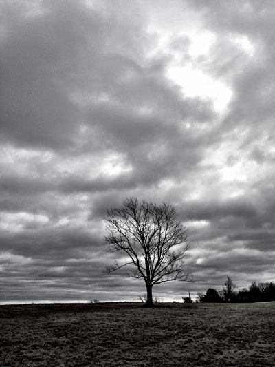 Stormy Sky and Bare Tree 
