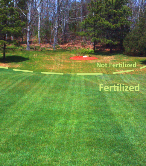 Fertilized vs Non-fertilized lawn 