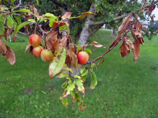 peach tree with fruit disease