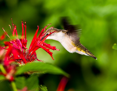 Hummingbird and Flower 