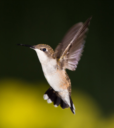 Hummingbird Flying