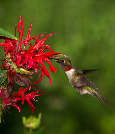 Hummingbird Flower 