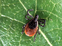 Lyme Disease Protection 