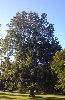 Large Tree 
