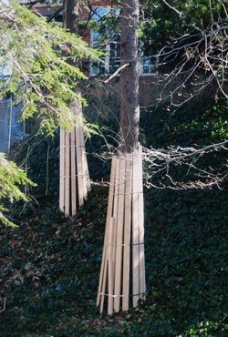 Construction Tree Care