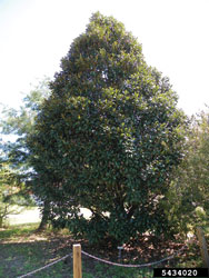 Southern Magnolia Tree 