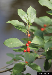 Winterberry Bush 