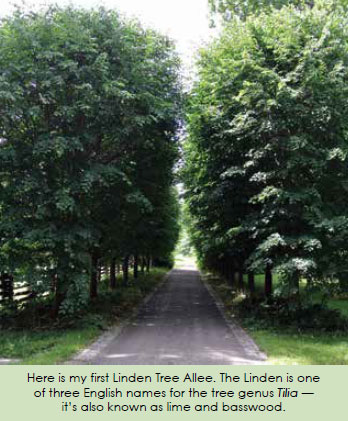 Linden Allen Trees 