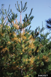White Pine Needle Tree 