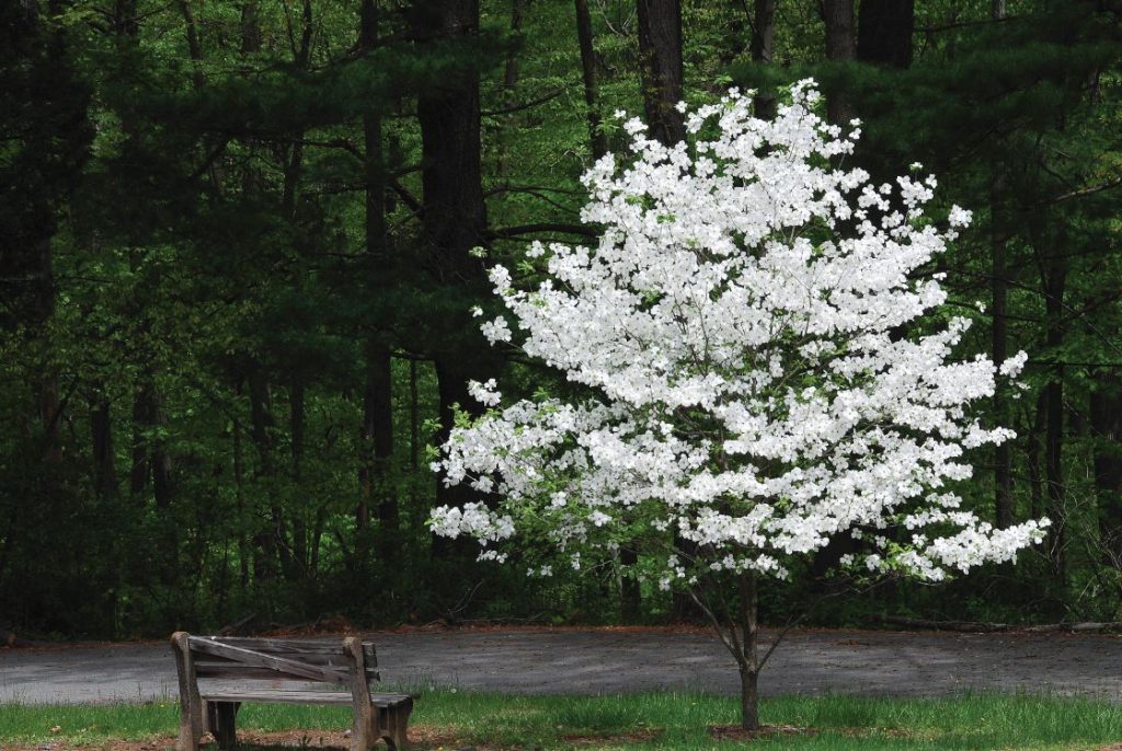 american dogwood tree
