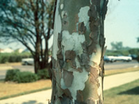 american sycamore tree