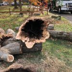doraville tree removal