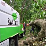 tree removal atlanta