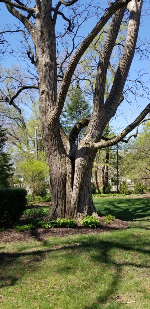 tree care hinsdale il